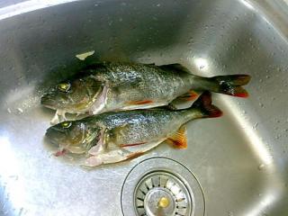 Ahven 1,10 kg