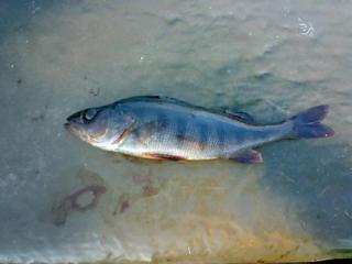 Ahven 250 g
