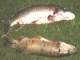Hauki 2,05 kg