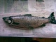 J�rvilohi 1,50 kg