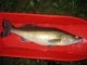 Kuha 4,60 kg