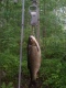 S�yne 1,53 kg