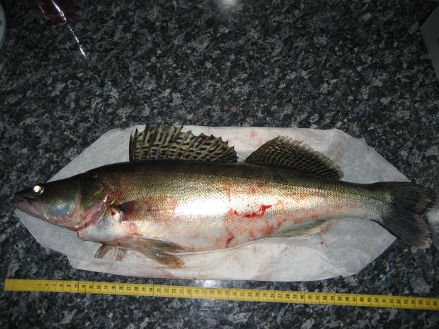 Kuha 1.8kg