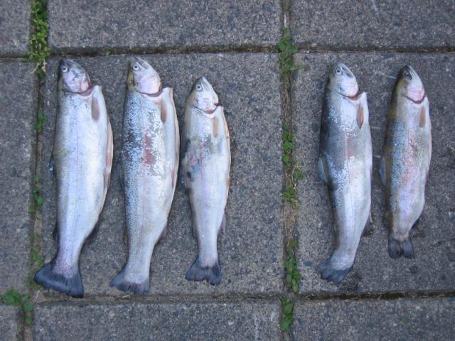 Kirjolohi 2kg (5kpl)