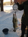 4 kg Kuhanpoikanen