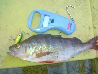 Ahven 620 g