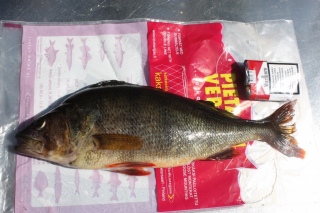Ahven 1,25 kg