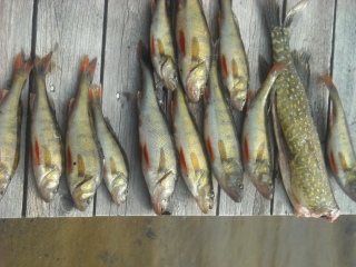 Ahven 4,00 kg