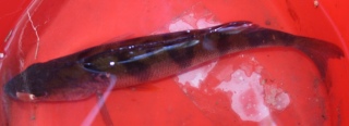 Ahven 350 g
