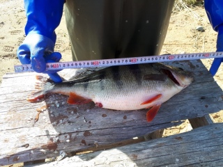 Ahven 2,27 kg