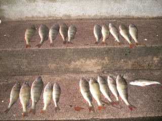 Ahven 3,29 kg