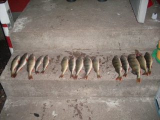 Ahven 2,84 kg