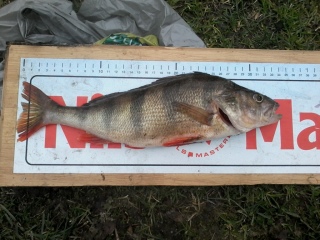 Ahven 475 g