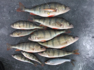 Ahven 1,20 kg
