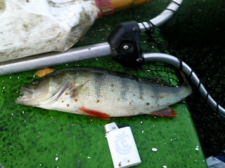 Ahven 430 g