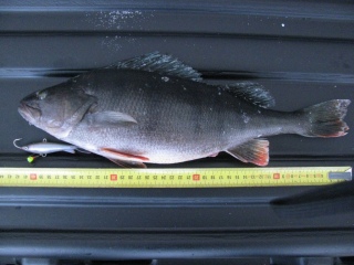 Ahven 1,01 kg