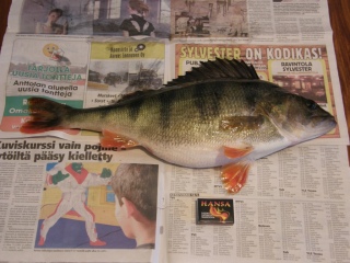 Ahven 1,76 kg