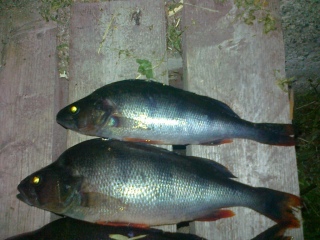 Ahven 150 g