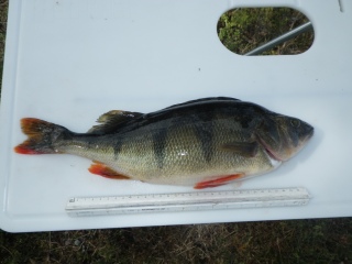 Ahven 1,15 kg