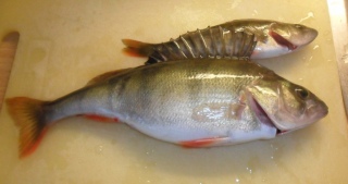Ahven 350 g