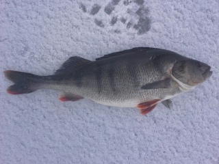Ahven 1,19 kg