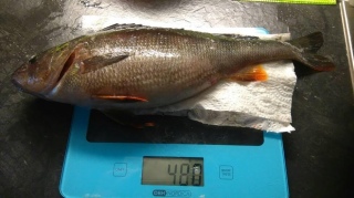 Ahven 480 g
