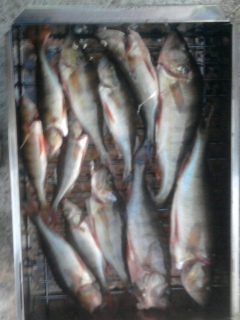 Ahven 800 g