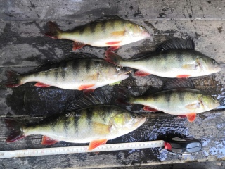 Ahven 1,50 kg