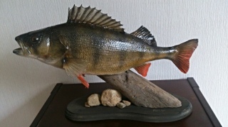 Ahven 1,67 kg