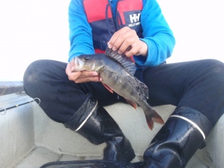 Ahven 530 g
