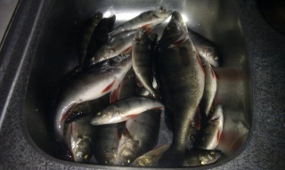 Ahven 3,00 kg