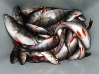 Ahven 5,50 kg