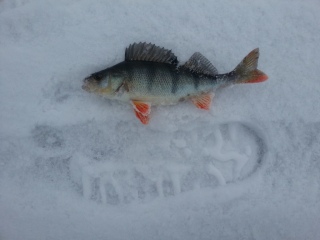 Ahven 1,20 kg