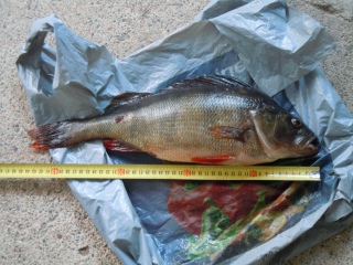 Ahven 1,36 kg