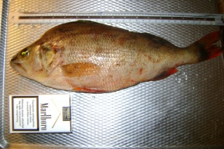 Ahven 550 g