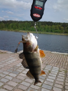 Ahven 570 g