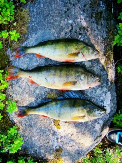 Ahven 3,50 kg