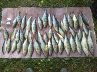 Ahven 12,00 kg