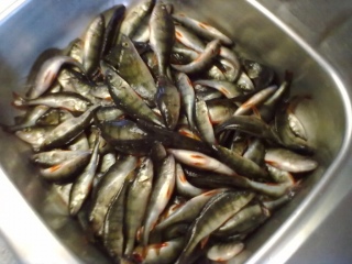 Ahven 3,39 kg