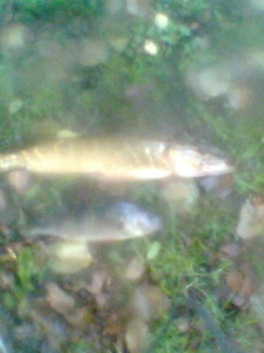Ahven 450 g