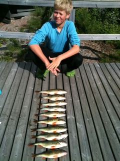 Ahven 3,41 kg
