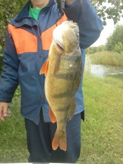 Ahven 1,15 kg