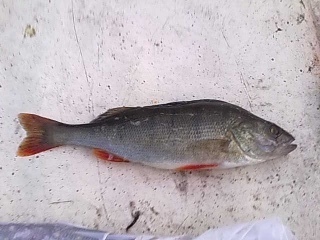 Ahven 120 g