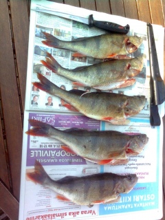 Ahven 2,10 kg
