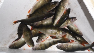 Ahven 5,00 kg