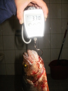 Ahven 330 g