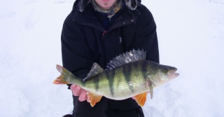 Ahven 1,24 kg
