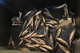 Ahven 2,20 kg