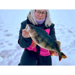 Ahven 1,30 kg