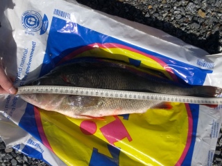 Ahven 1,20 kg